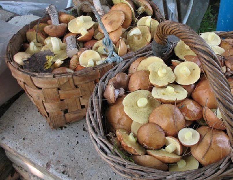 Белые грибы: первичная чистка в лесу, правильная обработка перед приготовлением. Как обработать белые грибы перед приготовлением Белые грибы чистят или нет