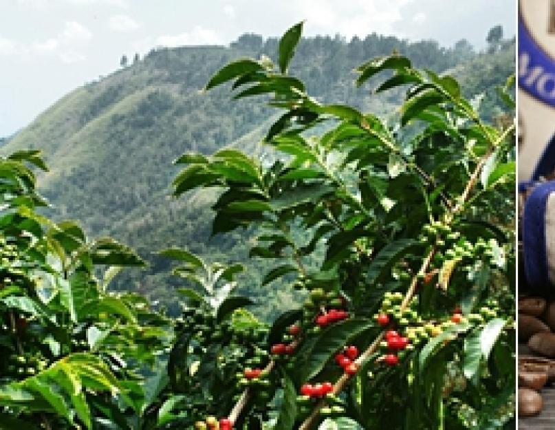 Кофе blue. «Ямайка Блю Маунтин» – самый высокогорный кофе