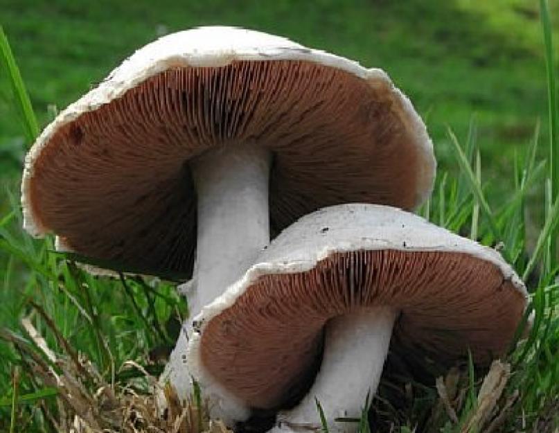 Как отличить настоящий гриб шампиньон от ложного. Шампиньоны: описание съедобных и ложных видов, особенности выращивания в домашних условиях Степные шампиньоны как выглядят